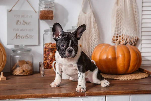 French bulldog puppy stands looking at the camera, Studio