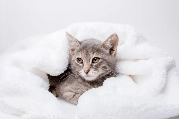 Gray Maine Coon Kitten Laying Blanket — Stock Photo, Image