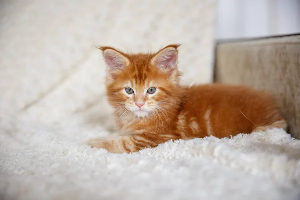 Kitty Thuis Maine Coon Kitten — Stockfoto