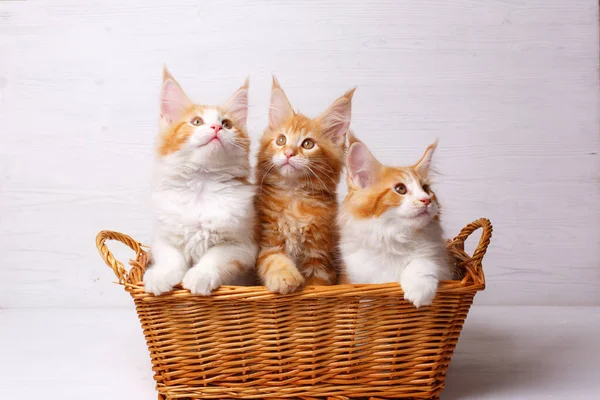 Три Милих Коньяку Кошику — стокове фото