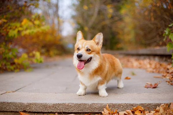 Welsh Corgi Dog Autumn Park — Stock Photo, Image