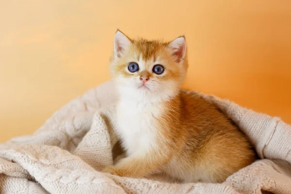 Gatinho Bonito Raça Chinchila Dourada Britânica Cobertor Malha — Fotografia de Stock