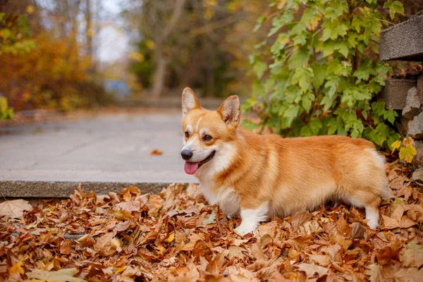 Ουαλός Σκύλος Corgi Φθινόπωρο Στο Πάρκο — Φωτογραφία Αρχείου
