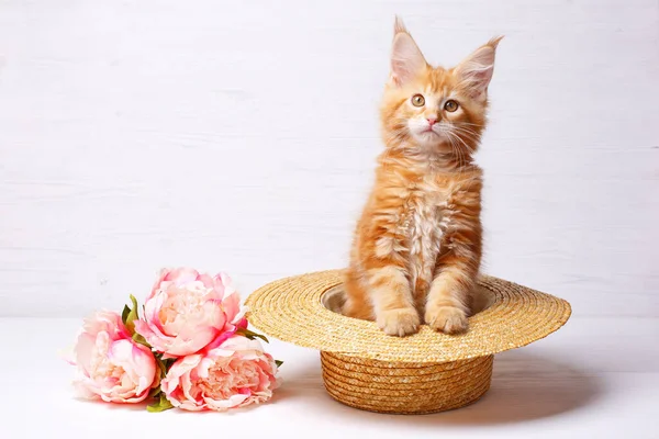 Lindo Jengibre Maine Coon Gatito Sentado Sombrero Cerca Con Flores —  Fotos de Stock