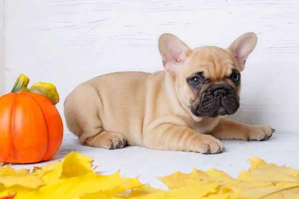 Chien Chiot Mignon Assis Sur Sol Bois Regardant Caméra Couché — Photo