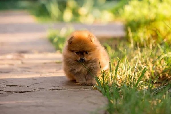 Pomeranian Σπιτζ Σκύλος Στο Δρόμο — Φωτογραφία Αρχείου