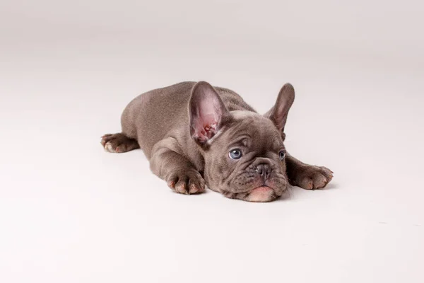 Szürke Francia Bulldog Kiskutya — Stock Fotó