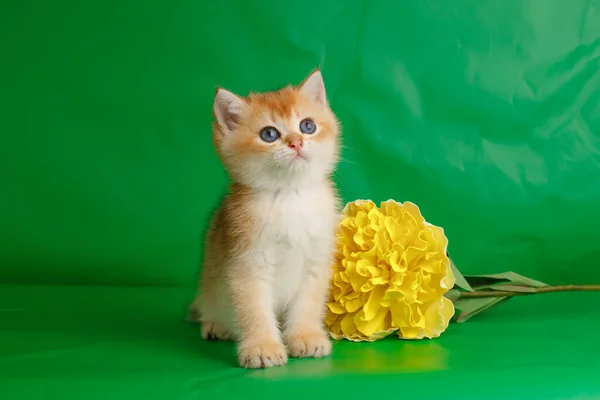 Gatinho Raça Dourada Britânica Contra Fundo Verde Com Flor Amarela — Fotografia de Stock