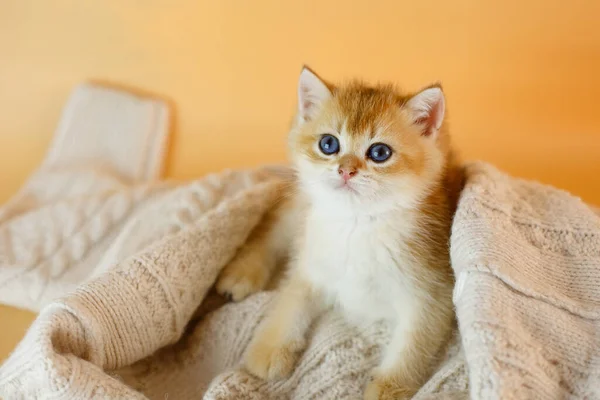 Schattig Klein Katje Van Brits Gouden Chinchilla Ras Gebreide Deken — Stockfoto