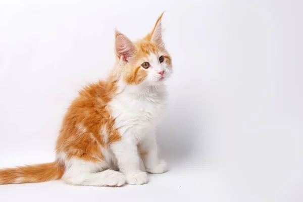 Κοντά Κόκκινο Και Άσπρο Γάτα Maine Coon — Φωτογραφία Αρχείου