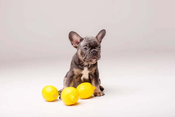 Perrito Bulldog Francés Gris Dulce Con Limones Estudio — Foto de Stock