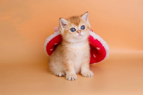 Gatita Chinchilla Británica Dorada Con Sombrero Rojo Sobre Fondo Naranja —  Fotos de Stock