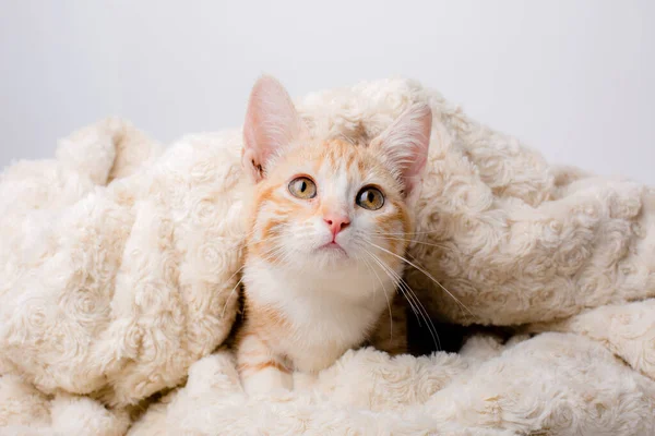 Gengibre Maine Casulo Gatinho Que Coloca Cobertor — Fotografia de Stock