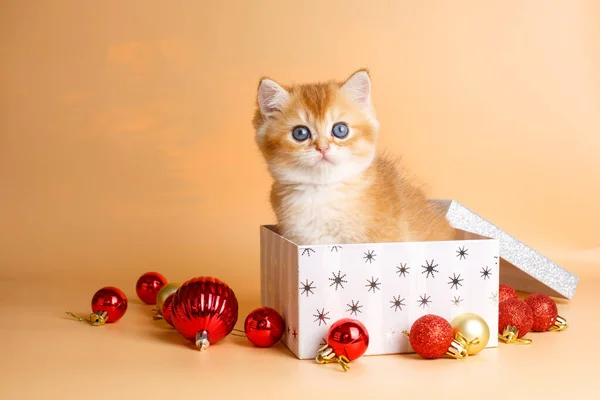 Gatinho Dourado Britânico Sentado Uma Caixa Decoração Natal — Fotografia de Stock
