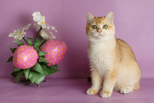 British Golden Chinchilla Cat Flower Decor Pink Background — Stock Photo, Image