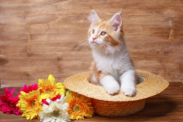 Drăguț Ghimbir Maine Pisoi Coon Așezat Pălărie Aproape Flori Pisică — Fotografie, imagine de stoc