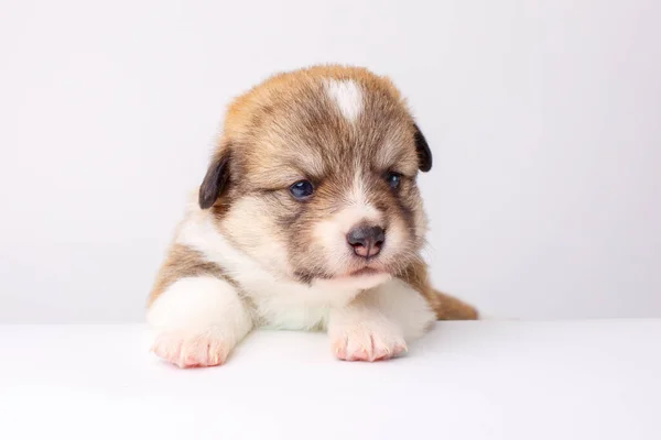 Cute Corgi Puppy Welsh Pembroke Lying White Background — Stock Photo, Image