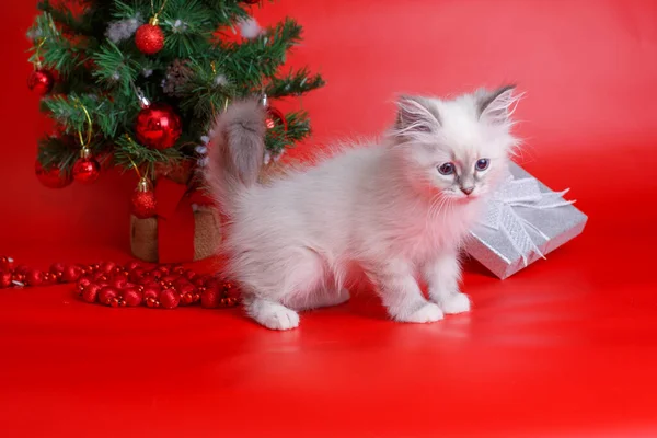 Fofo Gatinho Cinza Fundo Vermelho Árvore Natal Fundo Ano Novo — Fotografia de Stock