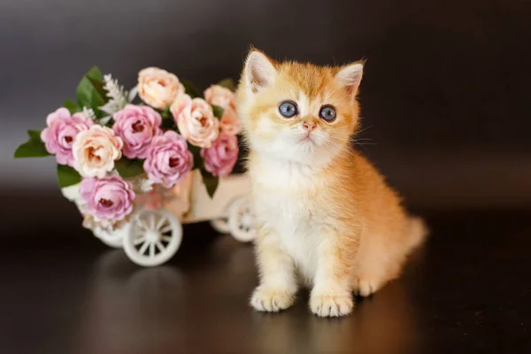 small cute kitten British  Golden chinchilla  near vase on table