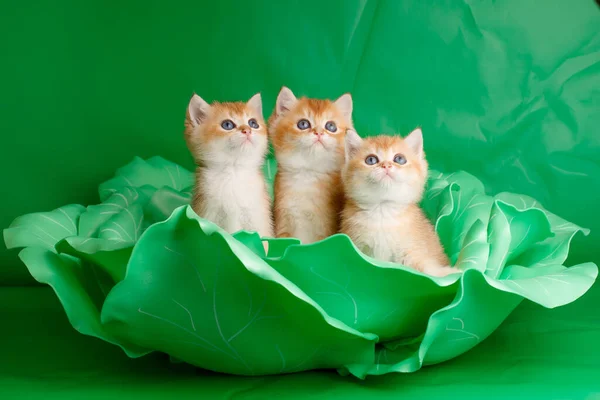 small kittens of  British Golden breed