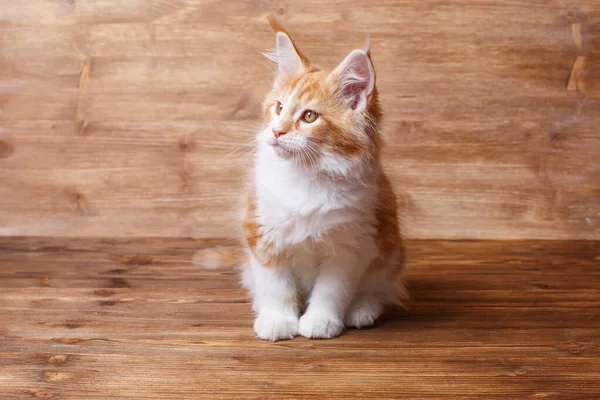 Симпатичная Кошка Деревянном Фоне — стоковое фото
