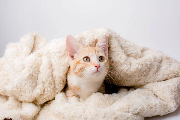 Gengibre Maine Casulo Gatinho Que Coloca Cobertor — Fotografia de Stock