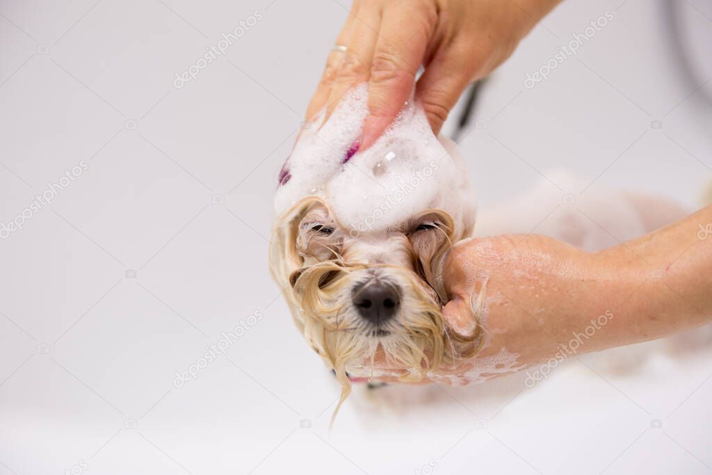 dog in grooming salon