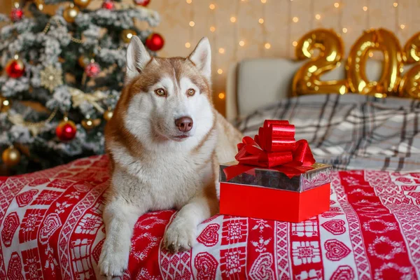 Siberian Husky Cão Encontra Cama Perto Árvore Natal Figuras 2021 — Fotografia de Stock