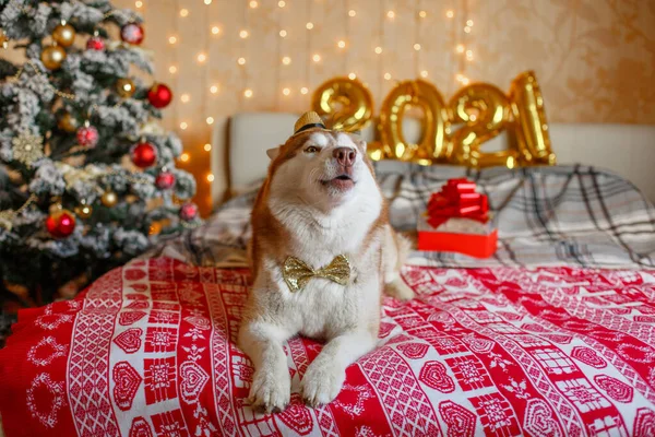 Siberian Husky Cão Encontra Cama Perto Árvore Natal Figuras 2021 — Fotografia de Stock