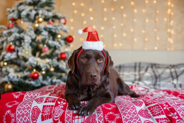 Labrador Fica Cama Perto Árvore Natal Chapéu Papai Noel — Fotografia de Stock