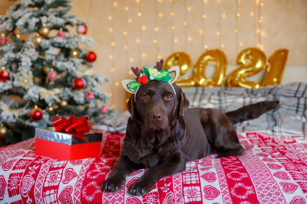 Cão Labrador Encontra Uma Cama Perto Uma Árvore Natal Com — Fotografia de Stock