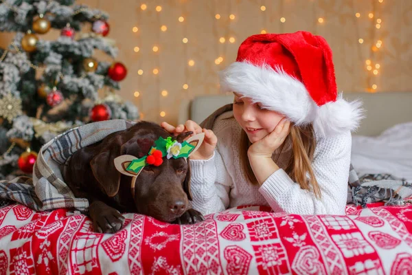 サンタクロースの帽子をかぶった犬の女の子がクリスマスツリーの近くのベッドの上に横たわっています — ストック写真