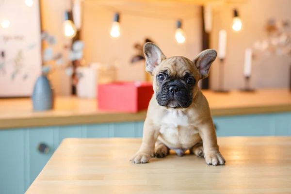 Cachorrinho Bulldog Francês Sentado Mesa Cozinha — Fotografia de Stock