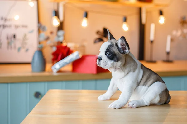 French bulldog puppy sitting on the kitchen table