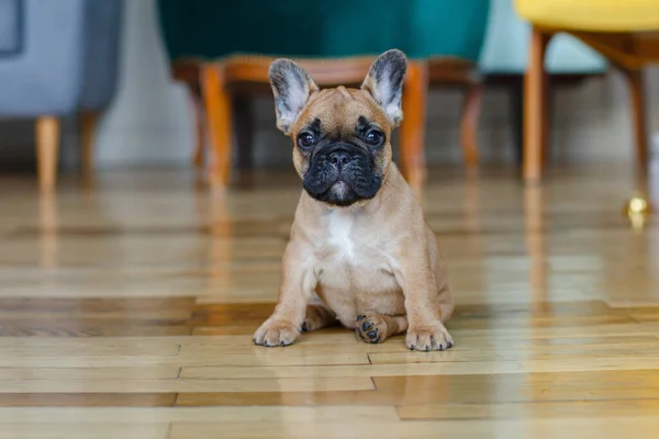 French bulldog sitting on the floor of the house