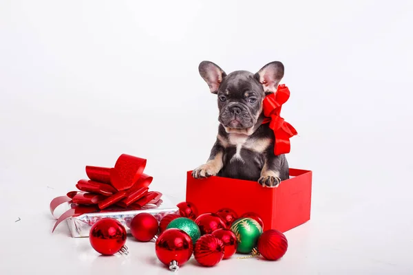 Cachorrinho Bulldog Francês Caixa Presente Com Bolas Natal Isolado Fundo — Fotografia de Stock