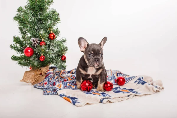 Cachorrinho Buldogue Francês Perto Árvore Natal Fundo Branco — Fotografia de Stock