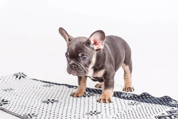 Chiot Bulldog Français Sur Une Couverture Isolée Sur Fond Blanc — Photo