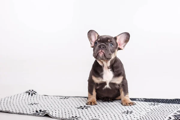 Bulldog Francés Cachorro Sobre Una Manta Aislada Sobre Fondo Blanco —  Fotos de Stock