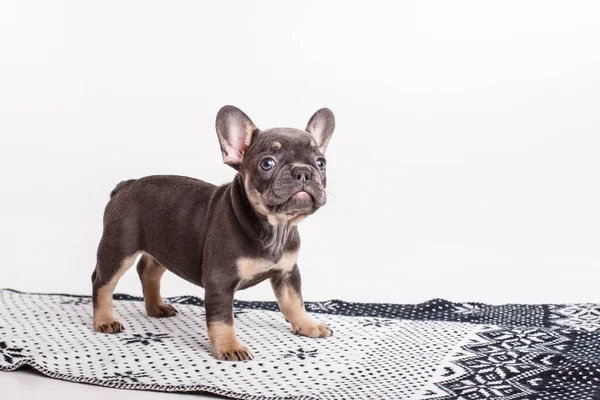 Francese Bulldog Cucciolo Una Coperta Isolata Uno Sfondo Bianco — Foto Stock