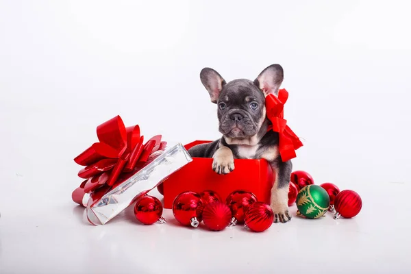 French Bulldog Puppy Gift Box Christmas Balls Isolated White Background — Stock Photo, Image