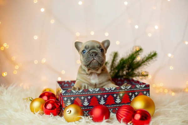 Cachorrinho Bulldog Francês Uma Caixa Fundo Ano Novo Natal — Fotografia de Stock