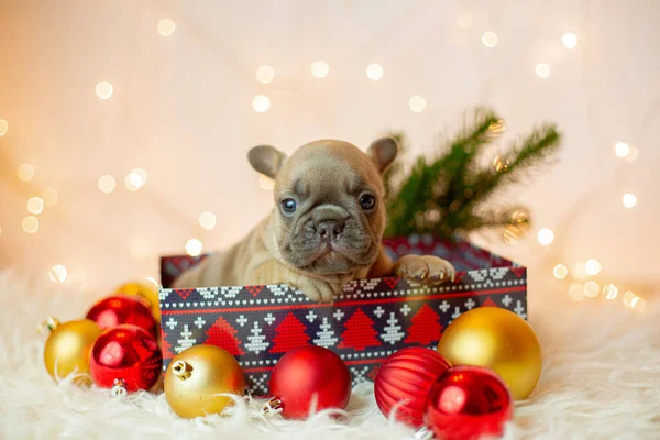 Cachorrinho Bulldog Francês Uma Caixa Fundo Ano Novo Natal — Fotografia de Stock