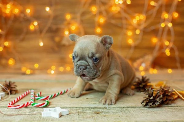 French Bulldog Puppy Christmas Background Christmas Tree Toys Christmas — Stock Photo, Image