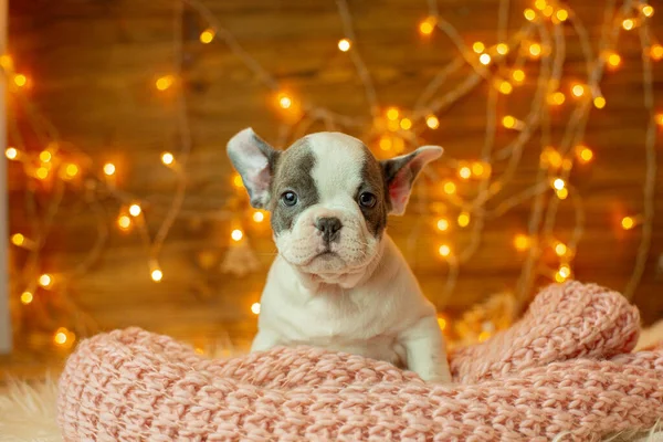 Cachorrinho Bulldog Francês Para Fundo Natal Brinquedos Árvore Natal Natal — Fotografia de Stock