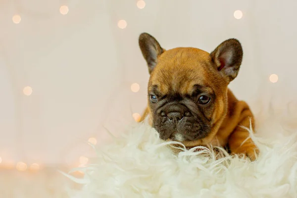 Cachorrinho Bulldog Francês Para Fundo Natal Brinquedos Árvore Natal Natal — Fotografia de Stock