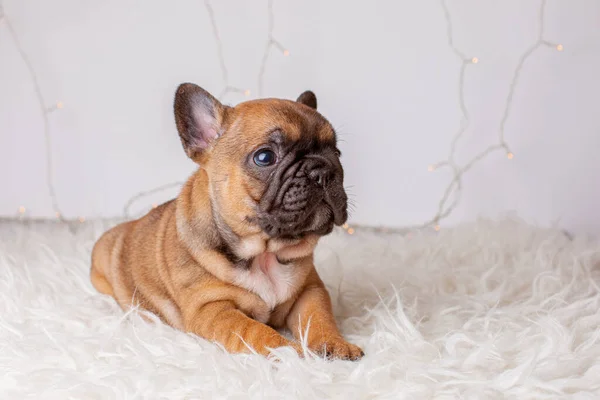 Cachorrinho Bulldog Francês Para Fundo Natal Brinquedos Árvore Natal Natal — Fotografia de Stock