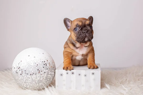 Cachorrinho Bulldog Francês Para Fundo Natal Brinquedos Árvore Natal Natal — Fotografia de Stock