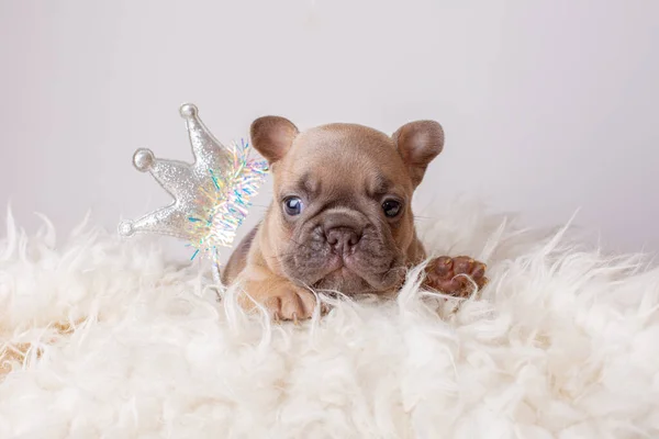 Bonito Francês Bulldog Filhote Cachorro Princesa Com Coroa Fundo Ano — Fotografia de Stock