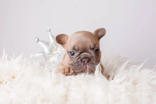 Bonito Francês Bulldog Filhote Cachorro Princesa Com Coroa Fundo Ano — Fotografia de Stock